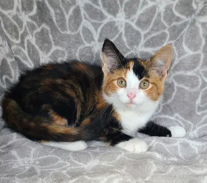 Plum - Calico