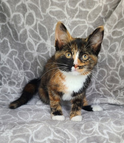 7155 (Berry), Calico