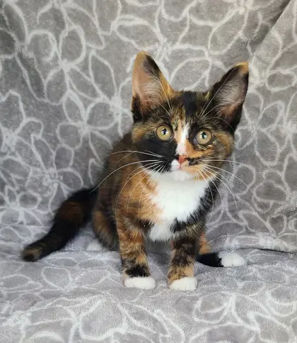 Berry - Calico