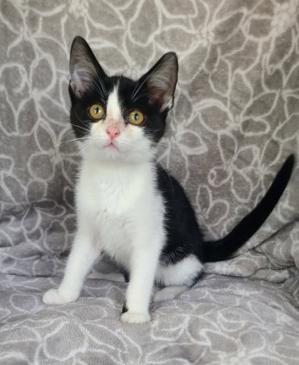 7156 (Fig), Domestic Short Hair