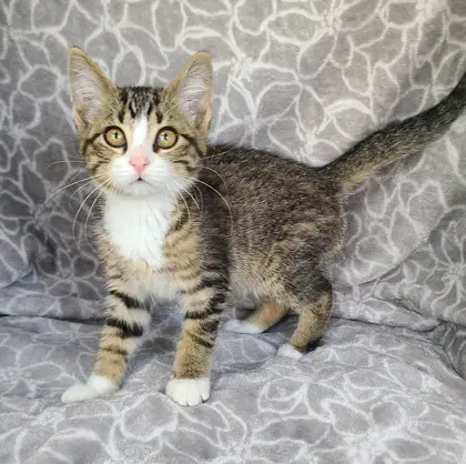 Kiwi - Domestic Short Hair