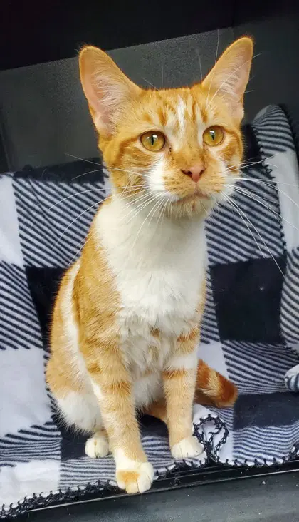 Delphine - Domestic Short Hair