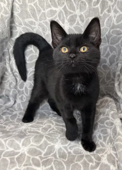 Leonard - Domestic Short Hair