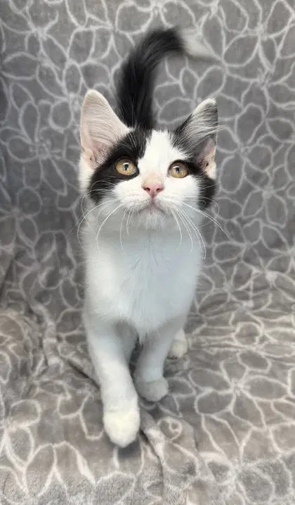 Aspen - Domestic Medium Hair