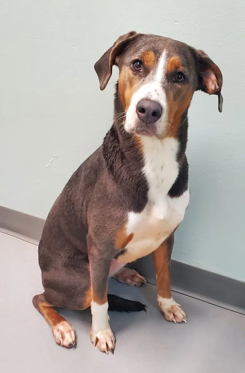 Sweet Pean - Catahoula Leopard Dog