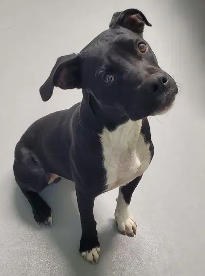Jagger - Pit Bull Terrier