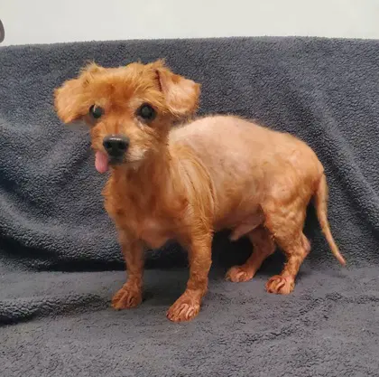 Boots - Yorkshire Terrier Yorkie