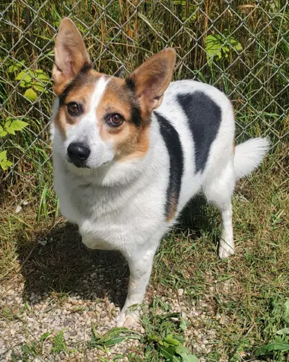 Lucy - Corgi