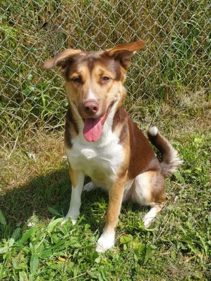 Timber - Shepherd