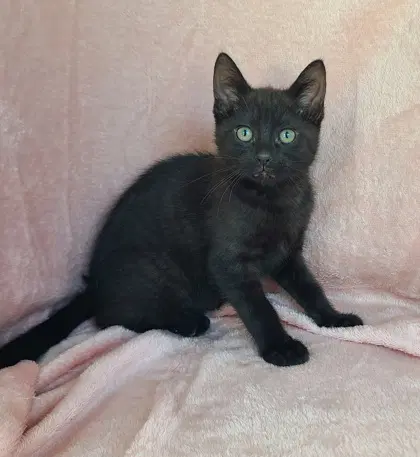Eny - Domestic Short Hair