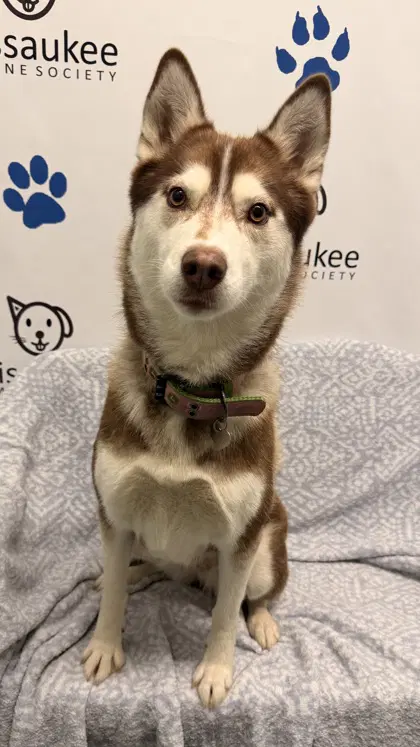 Sadie - Husky