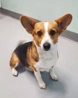June - Corgi