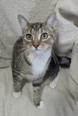 Dutten - Domestic Short Hair