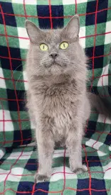 Grace - Domestic Medium Hair