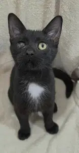 Georgie - Domestic Short Hair
