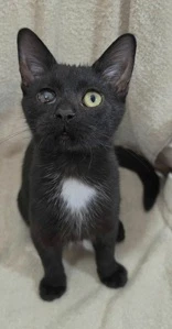 Georgie