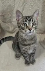 Frankie - Domestic Short Hair