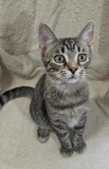 Frankie