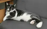 Jesse - Domestic Short Hair