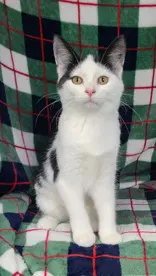 Cadillac - Domestic Short Hair