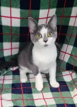 Cobra - Domestic Short Hair