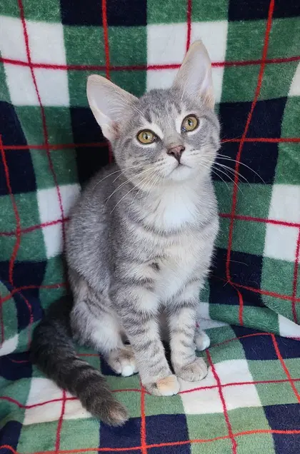 Slate - Domestic Short Hair