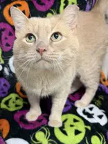 Max - Domestic Short Hair