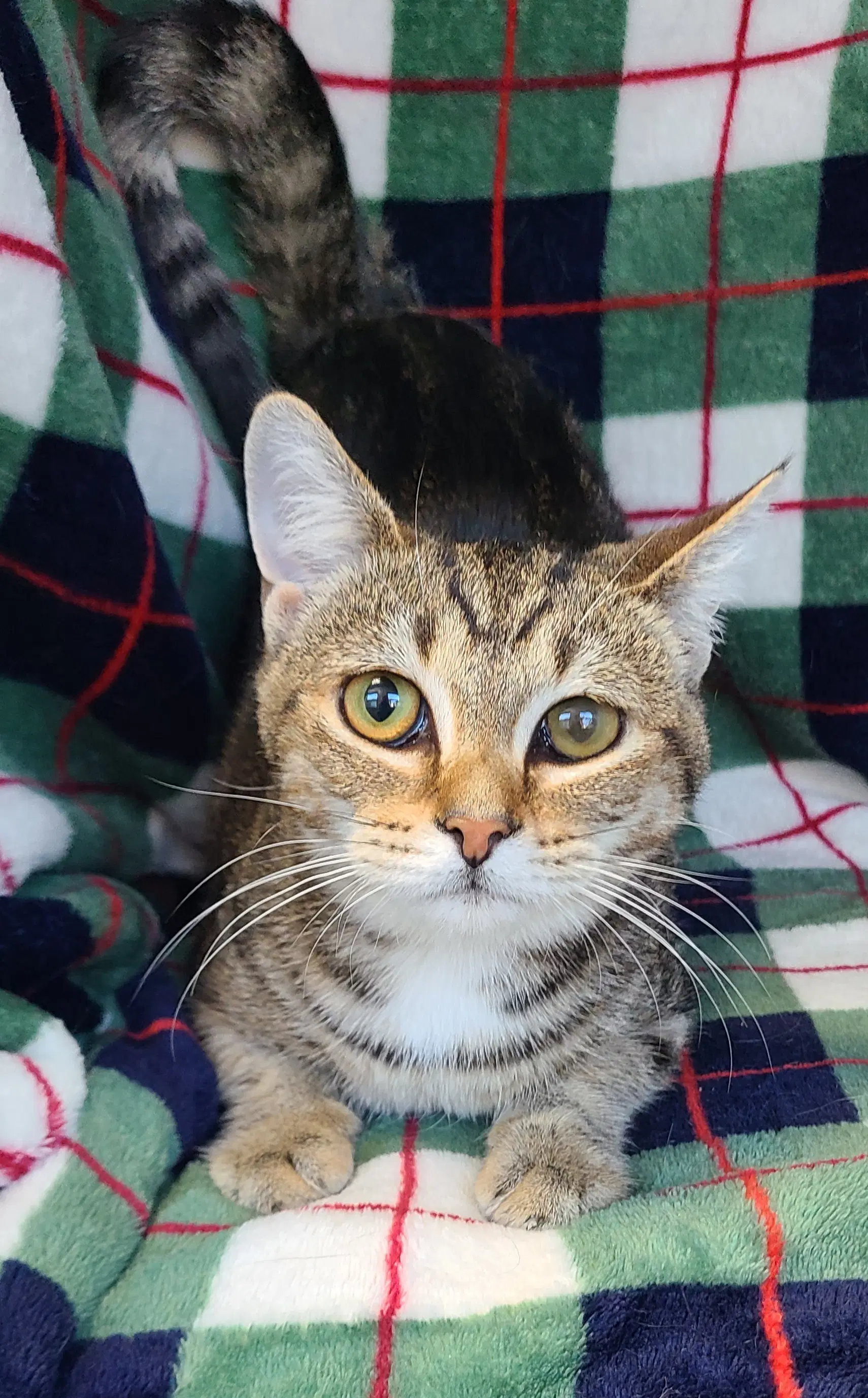 Punky Bruster - Domestic Short Hair