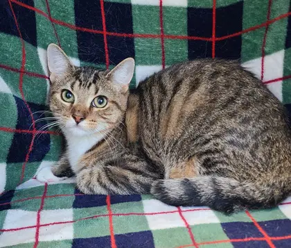 Dutten - Domestic Short Hair