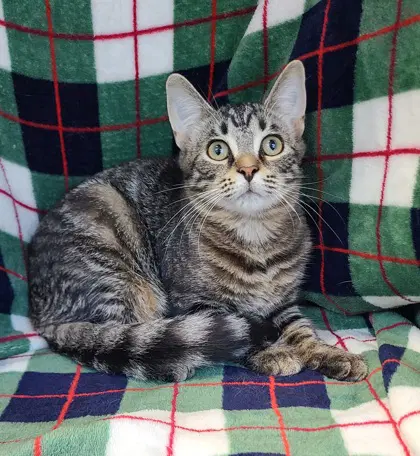 Frankie - Domestic Medium Hair