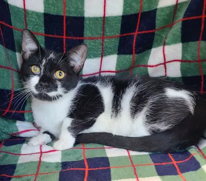 Jesse - Domestic Short Hair