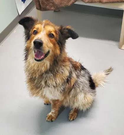 Bernie - Australian Shepherd