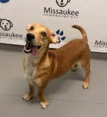 Curious George - Beagle