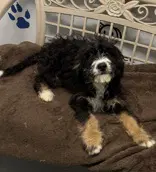 Kandy - Bernese Mountain Dog