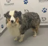 Bingo - Australian Shepherd