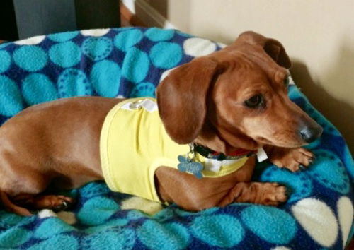 Ginger4 (Bonded pair with Gabby)