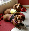 Gabby (Bonded pair with Ginger4)