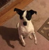 Roxie