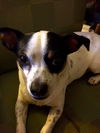 Roxie