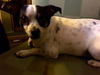 Roxie