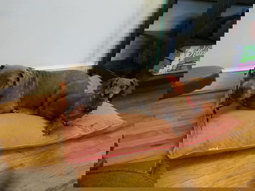 Peanut3
