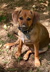 Ginger5