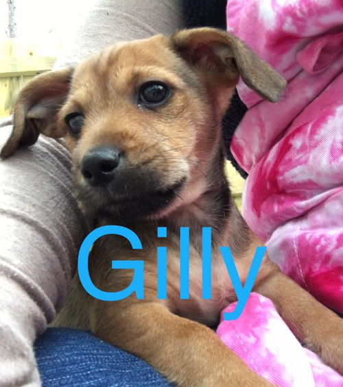 Gilly