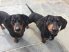 Lucky2 (Bonded pair with Mario)