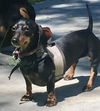 Princess4 (Bonded pair with Pablo)