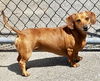 Sophia2 (Bonded pair with Greta)