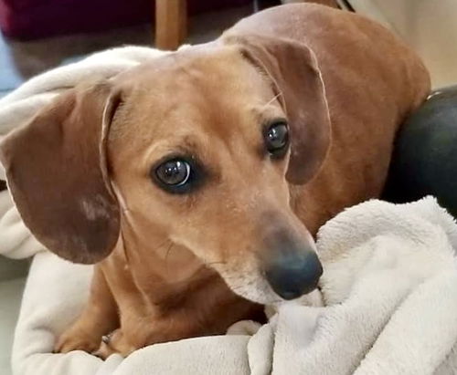 Sophia2 (Bonded pair with Greta)