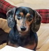 Greta3 (Bonded pair with Sophia)