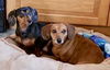 Greta3 (Bonded pair with Sophia)