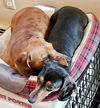 Greta3 (Bonded pair with Sophia)